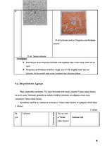 Prezentācija 'Pārsteidzošie labirinti', 16.