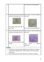 Prezentācija 'Pārsteidzošie labirinti', 25.