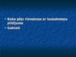 Prezentācija 'Jūras piekrastes joslas aizsardzība pret eroziju', 13.