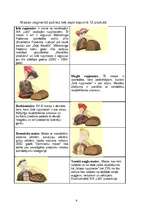 Referāts 'SIA “XXXX” uzņēmuma konkurētspēja tirgū', 6.