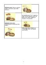 Referāts 'SIA “XXXX” uzņēmuma konkurētspēja tirgū', 7.