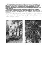 Referāts 'Okeānija', 4.