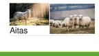 Prezentācija 'Aitas', 1.