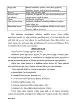 Biznesa plāns 'SIA "Divi A"', 7.