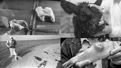 Prezentācija 'Vides piesārņojuma veidi un to ietekme uz cilvēku', 9.