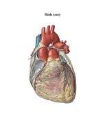 Konspekts 'Sirds', 1.