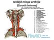 Prezentācija 'Galvas un kakla artērijas', 7.