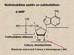 Prezentācija 'Nukleīnskābes', 13.