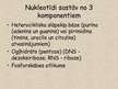 Prezentācija 'Nukleīnskābes', 15.