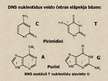 Prezentācija 'Nukleīnskābes', 17.