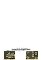 Referāts 'Ciete', 7.