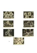 Referāts 'Ciete', 8.