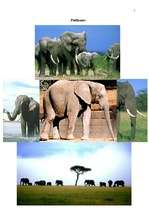 Referāts 'Zilonis', 5.