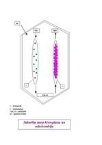 Referāts 'Hloroplasta un mitohondrija salīdzinājums', 4.