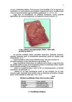 Referāts 'Govs augļa mumifikācija', 5.