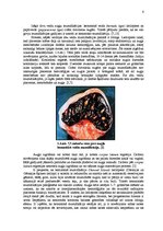 Referāts 'Govs augļa mumifikācija', 6.