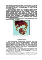Referāts 'Govs augļa mumifikācija', 7.