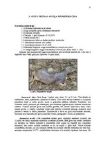 Referāts 'Govs augļa mumifikācija', 13.