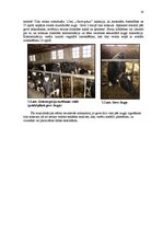 Referāts 'Govs augļa mumifikācija', 14.