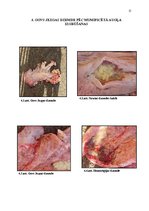 Referāts 'Govs augļa mumifikācija', 15.