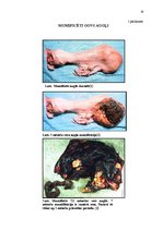 Referāts 'Govs augļa mumifikācija', 19.