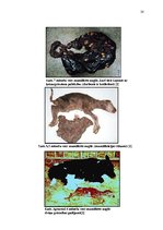 Referāts 'Govs augļa mumifikācija', 20.