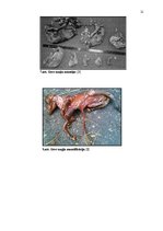 Referāts 'Govs augļa mumifikācija', 21.