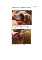 Referāts 'Govs augļa mumifikācija', 22.