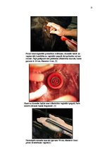 Referāts 'Govs augļa mumifikācija', 23.