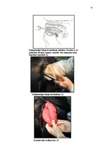 Referāts 'Govs augļa mumifikācija', 24.