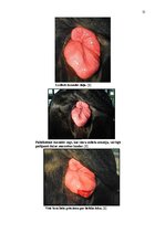 Referāts 'Govs augļa mumifikācija', 25.