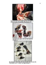 Referāts 'Govs augļa mumifikācija', 26.