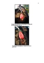 Referāts 'Govs augļa mumifikācija', 27.