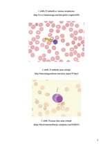 Konspekts 'Imūnglobulīni', 5.