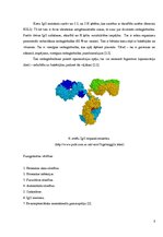 Konspekts 'Imūnglobulīni', 8.