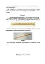 Konspekts 'Latgales mūzikas instrumenti un nacionālie ēdieni', 4.