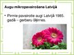 Prezentācija 'Augu mikropavairošana', 8.