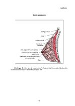 Diplomdarbs 'Attieksme pret laktācijas ilgumu un nozīmi bērna attīstībā', 42.