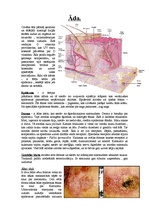 Konspekts 'Izvadorgānu sistēmas', 1.