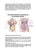 Konspekts 'Izvadorgānu sistēmas', 2.