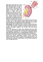 Konspekts 'Izvadorgānu sistēmas', 3.