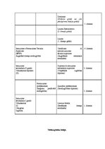 Referāts 'Izglītība Itālijā', 5.