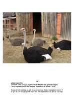 Referāts 'Straupes pagasts', 27.