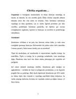 Konspekts 'Cilvēka organisms', 2.