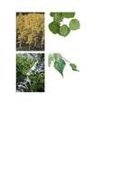 Konspekts 'Integrēta nodarbība 3.klasei', 23.