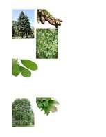 Konspekts 'Integrēta nodarbība 3.klasei', 24.