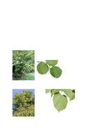 Konspekts 'Integrēta nodarbība 3.klasei', 25.