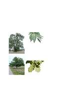 Konspekts 'Integrēta nodarbība 3.klasei', 26.