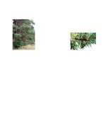 Konspekts 'Integrēta nodarbība 3.klasei', 27.