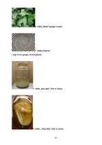 Referāts 'Netradicionālā medicīna Kalnu ciematā', 25.